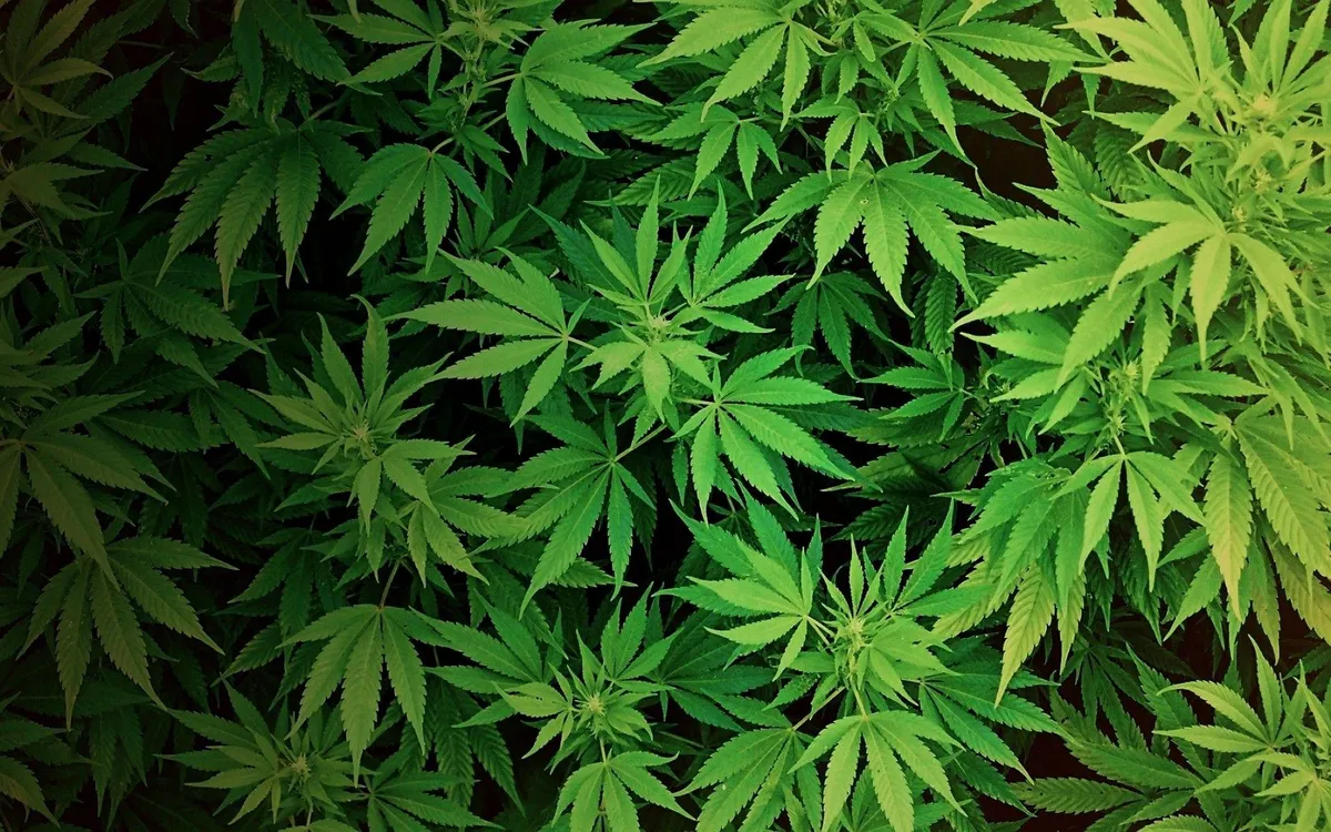 Indoor weed grow room with plants in the flowering stage